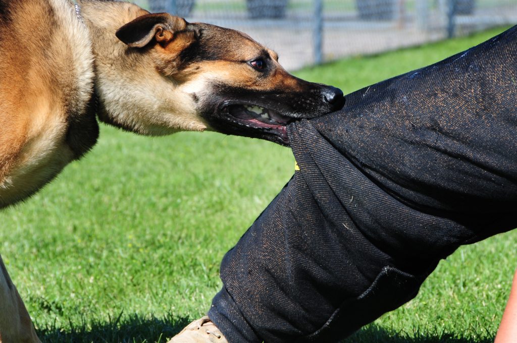 Los Mejores Abogados en Español Cerca de Mí Expertos en Mordeduras, Agravios y Ataques de Perros y Animales en Chicago