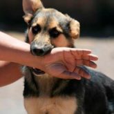 El Mejor Bufete Jurídico de Abogados en Español Especializados en Lesiones por Mordidas de Perro o Mascotas en Chicago IL